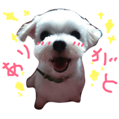 ♡ワンコスタ1♡