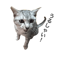 [LINEスタンプ] ぷりぷりてんてん