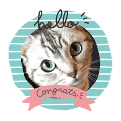 [LINEスタンプ] ねこスタンプ(サニー) 