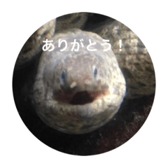 [LINEスタンプ] ウツボも可愛いんです