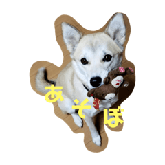 [LINEスタンプ] こむちゃんスタンプ！！ 