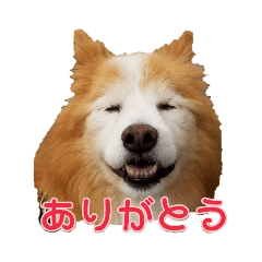 [LINEスタンプ] シンコちゃんとゆかいな仲間 