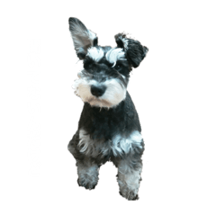 [LINEスタンプ] ミニチュアシュナウザー ラヴィ