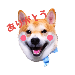 [LINEスタンプ] 柴犬ちょろのスタンプ～Choro's Life～ 