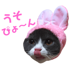 [LINEスタンプ] うちの子、小梅 