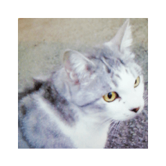 [LINEスタンプ] 大切な人と猫