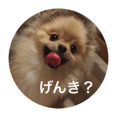 [LINEスタンプ] 可愛いポメラニアンがじまるくんのスタンプ