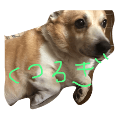 [LINEスタンプ] わんわんたちの日常