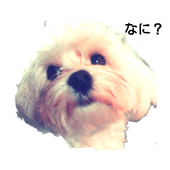 [LINEスタンプ] モサいぬ