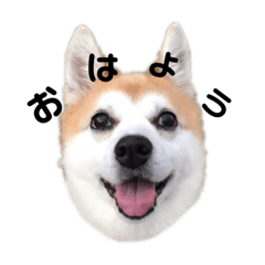 [LINEスタンプ] 我が家のリンちゃん(雑種)