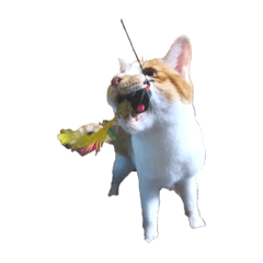 [LINEスタンプ] 茶之助の思い出