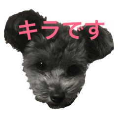 [LINEスタンプ] キラです