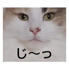 [LINEスタンプ] エリー・ラグ太郎・バロン3