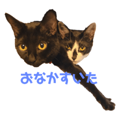 [LINEスタンプ] くうびびしゅうや