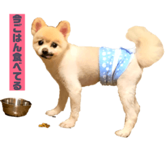 [LINEスタンプ] うーわんわん！！！！