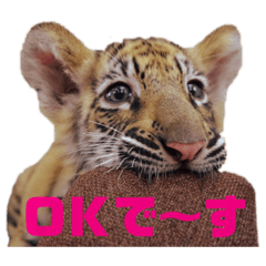 [LINEスタンプ] 自由すぎる動物園の実写スタンプ★