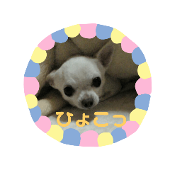 [LINEスタンプ] ちわわのチーちゃんのんびりな日常