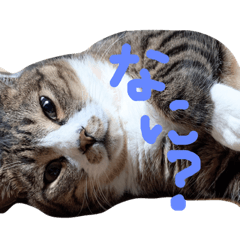 [LINEスタンプ] ふうちゃんスタンプ 1