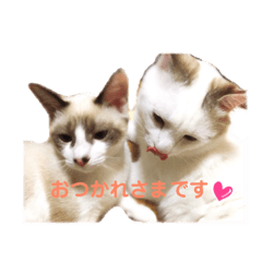 [LINEスタンプ] ミルクココアの日常スタンプ♬*゜