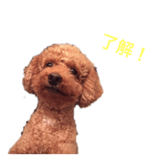 [LINEスタンプ] しろうちゃんスタンプ