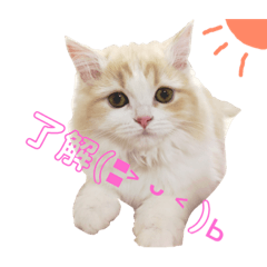 [LINEスタンプ] 初猫ちゃんスタンプ ひな