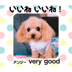 [LINEスタンプ] アンジーと楽しい仲間たち！
