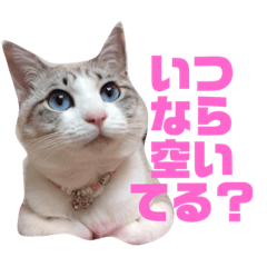 [LINEスタンプ] 誰かと会う為の猫スタンプ