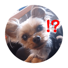 [LINEスタンプ] ワン達の日常スタンプ2
