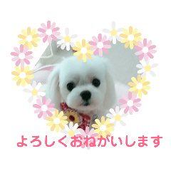[LINEスタンプ] マルチーズりんちゃんの生活