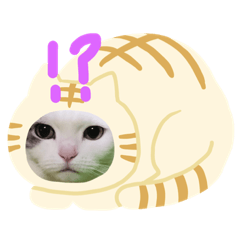 [LINEスタンプ] 夢にゃンこ 