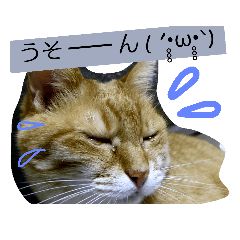 [LINEスタンプ] ★にゃーちゃん ①★ 