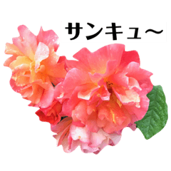 [LINEスタンプ] yasuおばさんの薔薇の気持ち