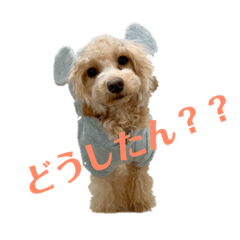 [LINEスタンプ] トイプードルここあちゃん 