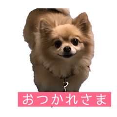 [LINEスタンプ] ぽめちわのぽち 