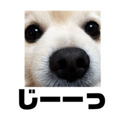 [LINEスタンプ] ランジュくんとルイちゃんシーズン2