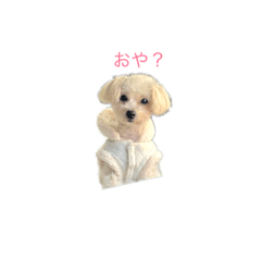 [LINEスタンプ] ポメプーミルキー② 