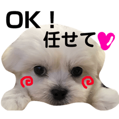 うちのわんこスタンプ3♡