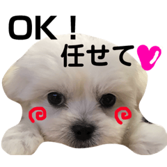 [LINEスタンプ] うちのわんこスタンプ3♡