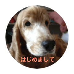 [LINEスタンプ] イングリッシュコッカーのゆらたん 