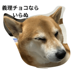 [LINEスタンプ] 柴犬タケルの挨拶 
