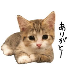 [LINEスタンプ] 甘えんぼうのよぐ