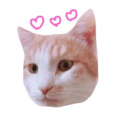 [LINEスタンプ] ちろるちょこ 