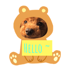 [LINEスタンプ] トイプー諭吉の日常スタンプ1 