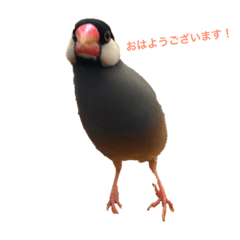 [LINEスタンプ] 文鳥兄弟(01) 