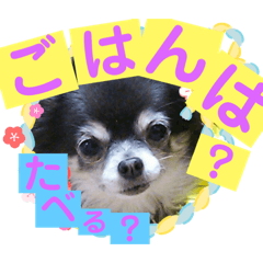 [LINEスタンプ] チワワ家族の会話