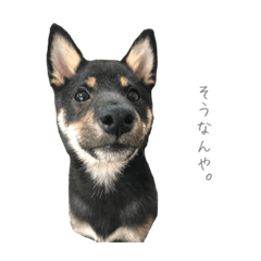 [LINEスタンプ] 関西弁のまめしば、まめちゃん 