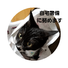 [LINEスタンプ] 丁寧なネコ 