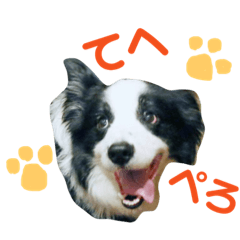 [LINEスタンプ] ボーダーコリーの日常 fetchpriority=high