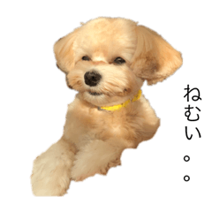 [LINEスタンプ] きゅうたスタンプ3 fetchpriority=high