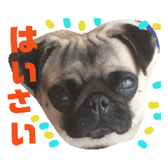 [LINEスタンプ] でこまみれ fetchpriority=high